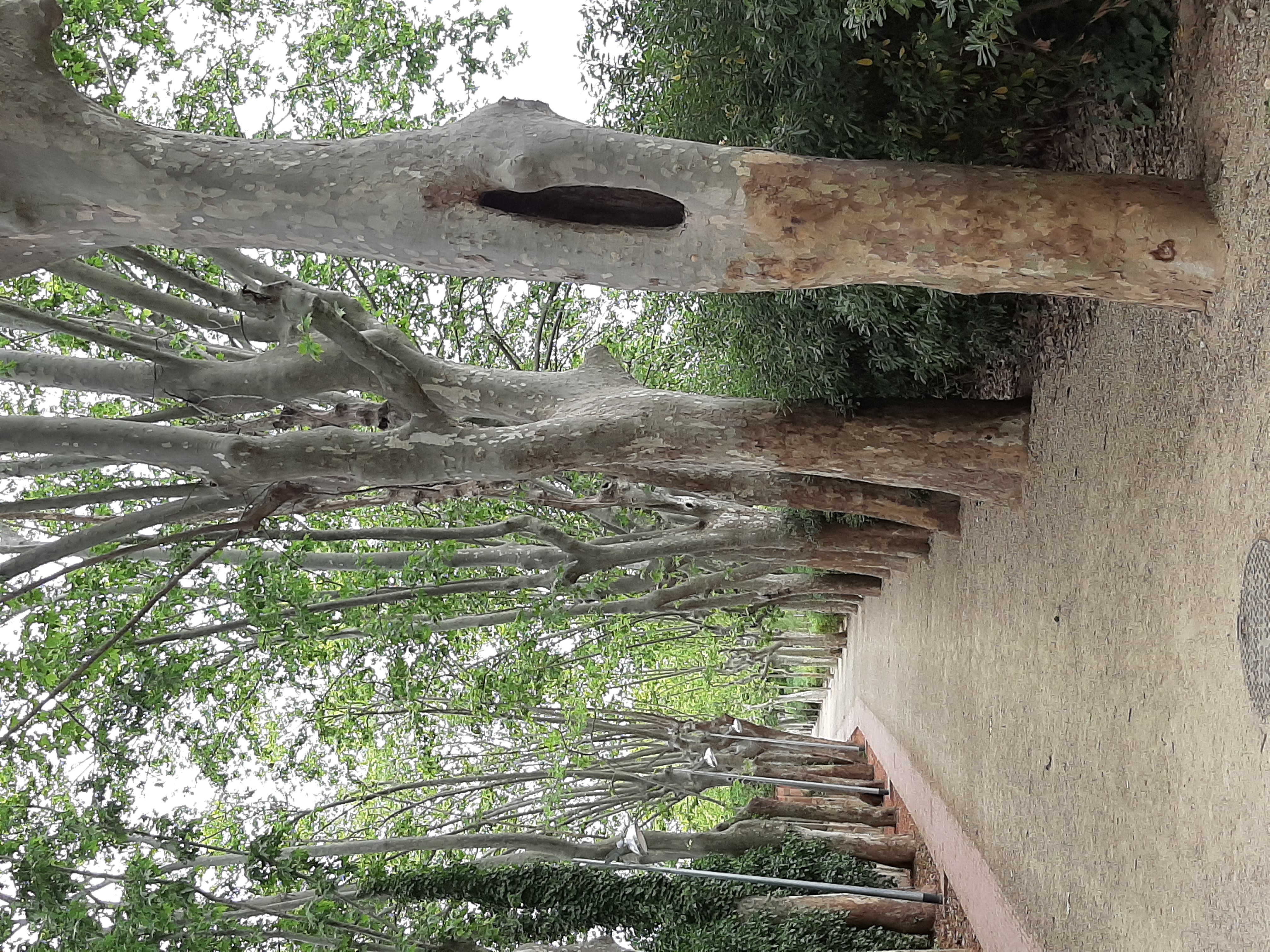 Els arbres del passeig